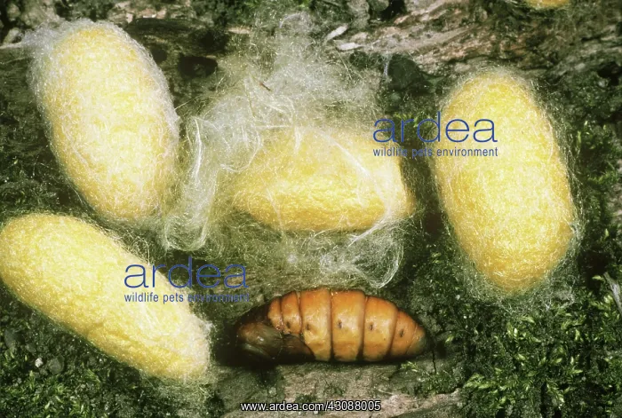: Silk Moth Cocoons and Pupa : Silk Moth Cocoons and Pupa