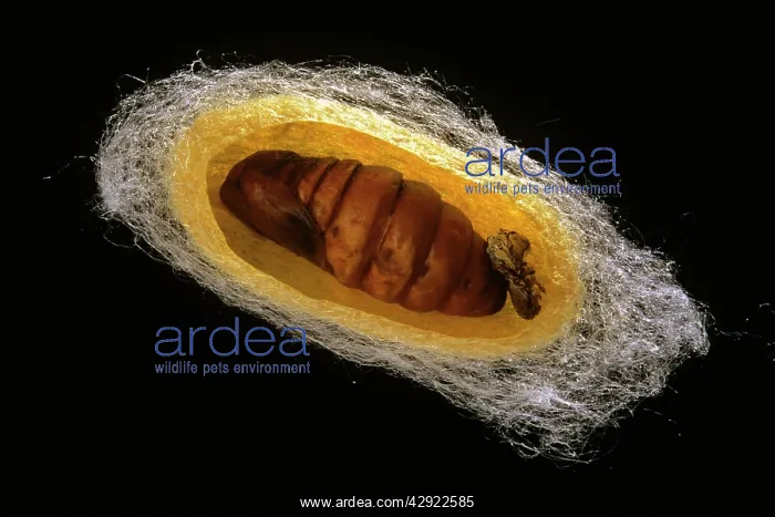: Silk Moth - cross section of cocoon : Silk Moth - cross section of cocoon