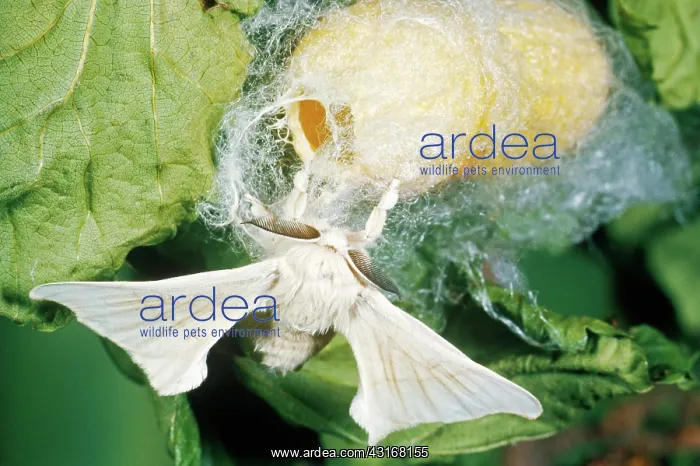 : Silk Moth Emerging From Cocoon : Silk Moth Emerging From Cocoon