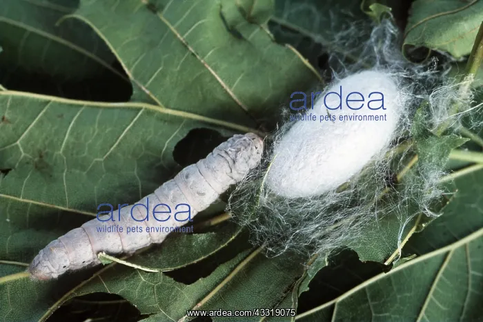 : SILK MOTH - LARVAE / CATERPILLAR AND COCOON : SILK MOTH - LARVAE / CATERPILLAR AND COCOON