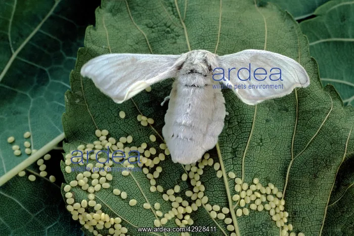 : Silk Moth - laying eggs : Silk Moth - laying eggs