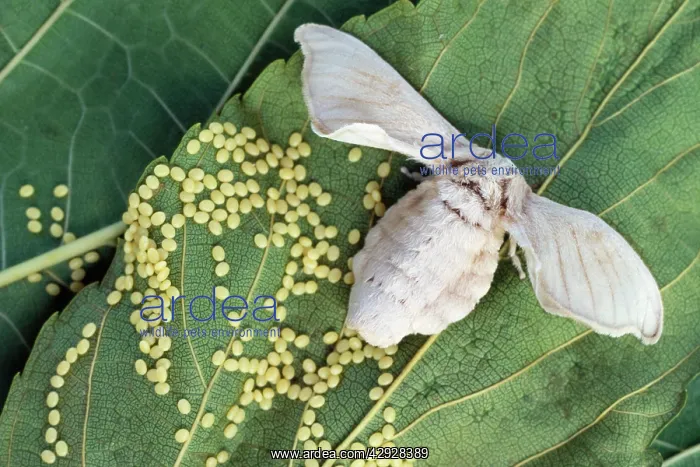 : SILK MOTH - lays eggs : SILK MOTH - lays eggs