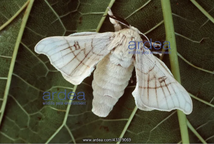: SILK MOTH - on leaf : SILK MOTH - on leaf