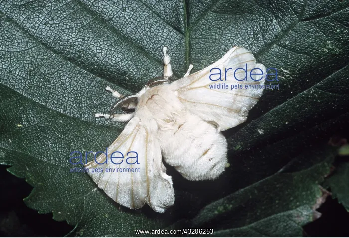  : SILK MOTH - MALE