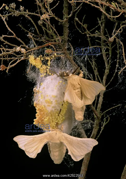 : Silk Moth - Male & female at cocoon with eggs : Silk Moth - Male & female at cocoon with eggs