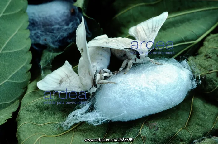  : Silk Moth - pair mating