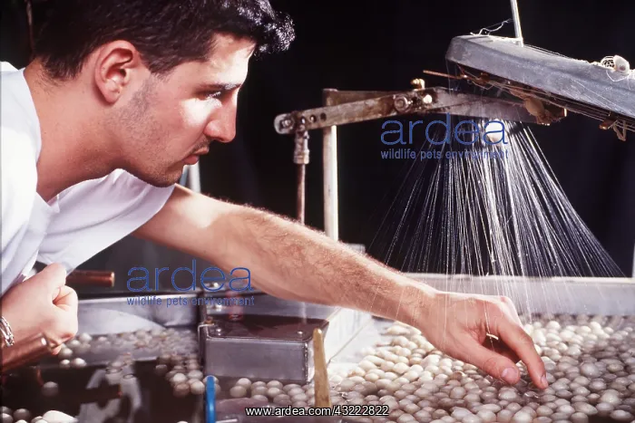 : SILK PRODUCTION - COCOONS UNDONE BY MACHINE : SILK PRODUCTION - COCOONS UNDONE BY MACHINE