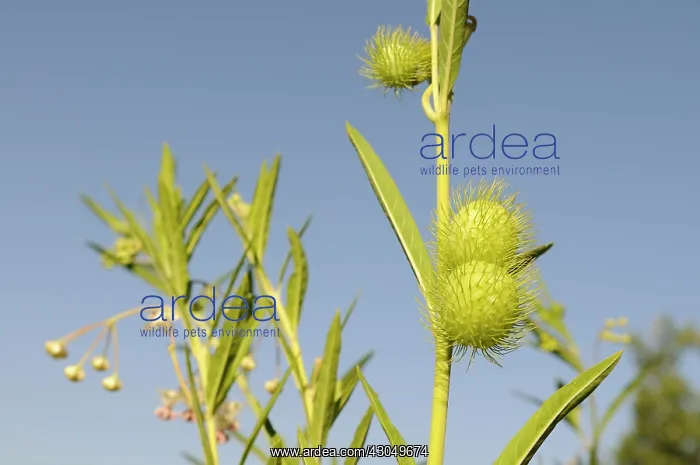 : Silk weed, Asclepias physocarpa, inflated globose seed pods covered with : Silk weed, Asclepias physocarpa, inflated globose seed pods covered with