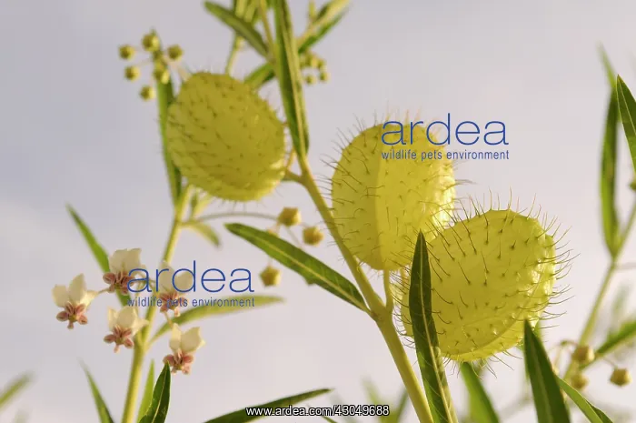 : Silk weed, Asclepias physocarpa, inflated globose seed pods covered with : Silk weed, Asclepias physocarpa, inflated globose seed pods covered with