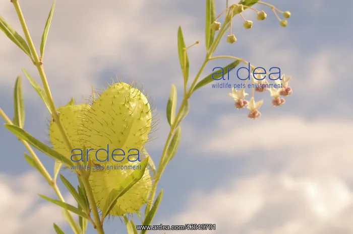 : Silk weed, Asclepias physocarpa, inflated globose seed pods covered with : Silk weed, Asclepias physocarpa, inflated globose seed pods covered with