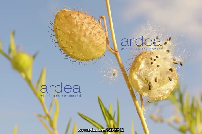  : Silk weed, Asclepias physocarpa, with one inflated globose seed pod covered with bristles
