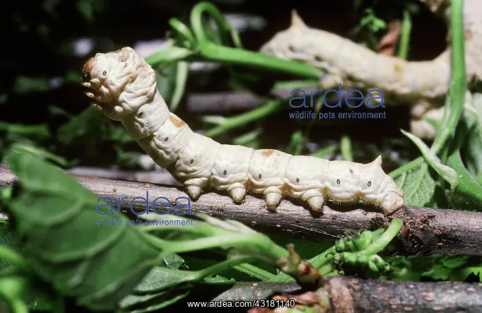 : Silk Worm Caterpillar : Silk Worm Caterpillar