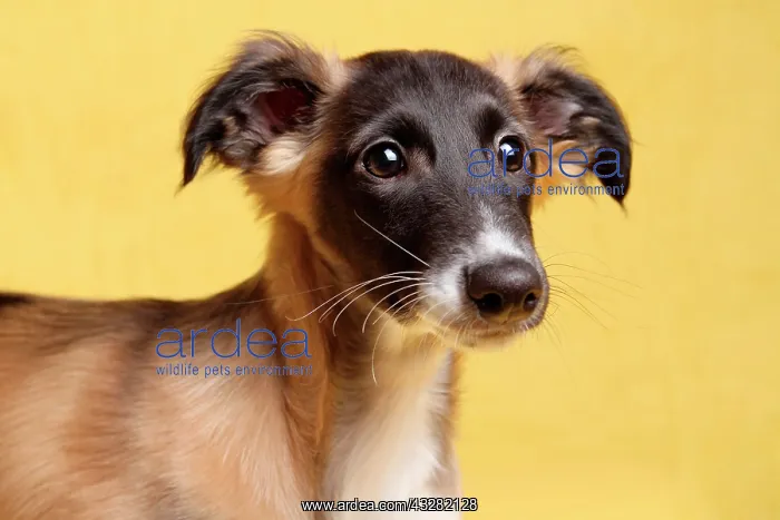 : Silken Windsprite puppy, portrait, Germany, Europe
