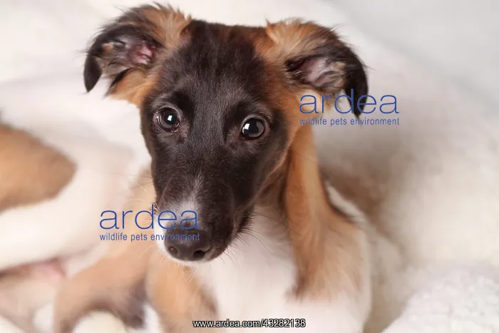  : Silken Windsprite puppy, portrait, Germany, Europe
