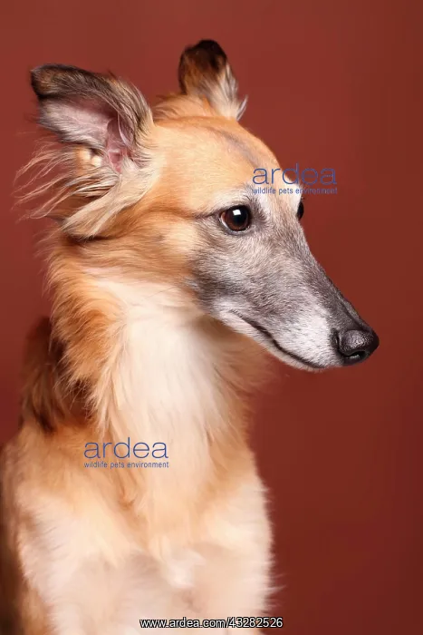  : Silken Windsprite sighthound, portrait