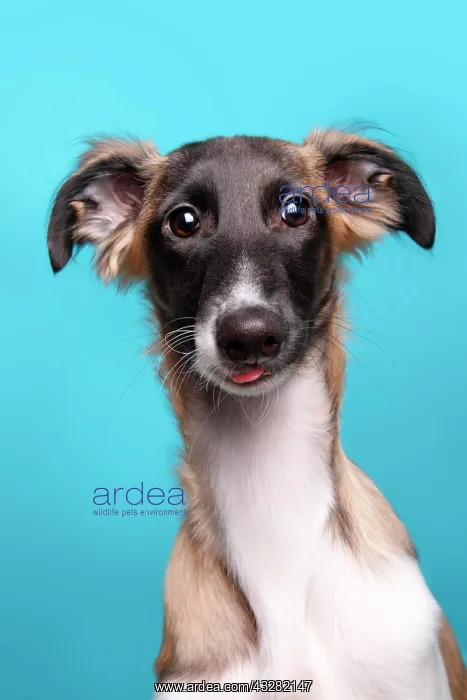  : Silken Windsprite, young dog, portrait