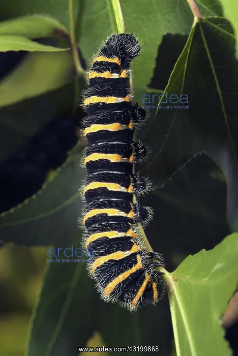 : Silkmoth Larva : Silkmoth Larva
