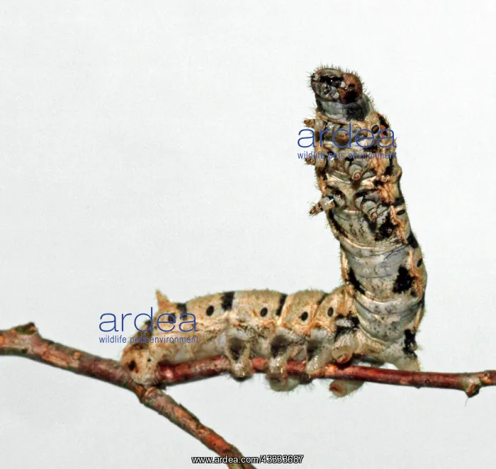 : Silkworm. Silk Worm caterpillar (Bombix mori) : Silkworm. Silk Worm caterpillar (Bombix mori)