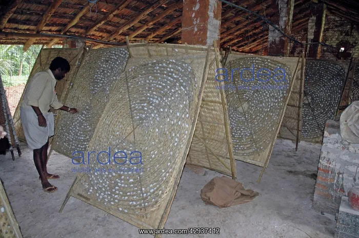: Silkworm coccoons at an Indian silk farm : Silkworm coccoons at an Indian silk farm