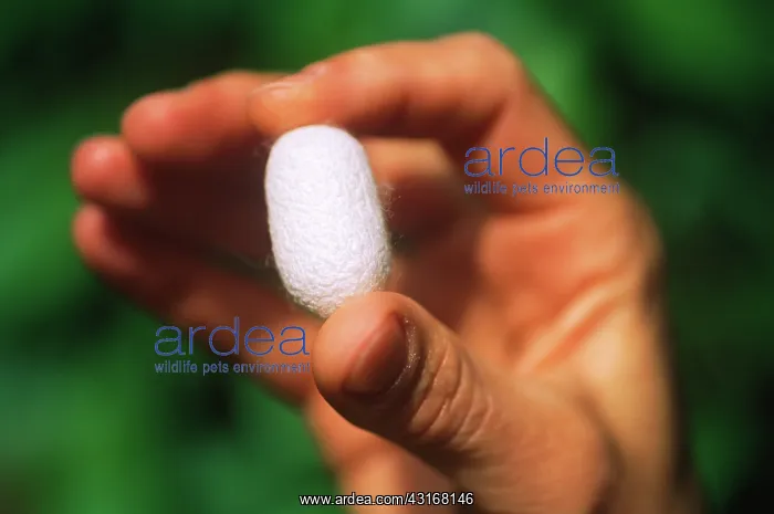 : Silkworm Cocoon : Silkworm Cocoon