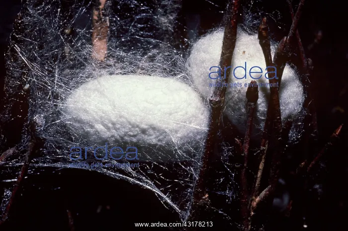 : Silkworm Cocoons : Silkworm Cocoons