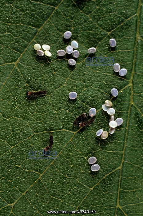 : Silkworm Larvae - hatching : Silkworm Larvae - hatching