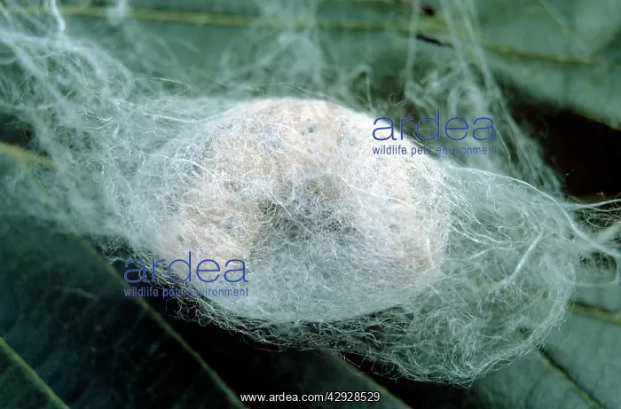 : Silkworm Larvae - spinning cocoon : Silkworm Larvae - spinning cocoon