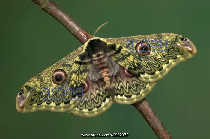 : Silkworm Moth : Silkworm Moth