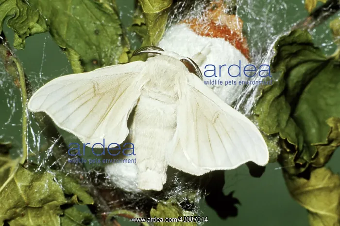 : Silkworm Moth : Silkworm Moth