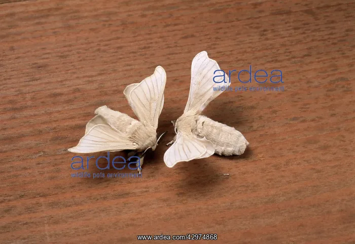 : Silkworm Moth - Approching for mating : Silkworm Moth - Approching for mating