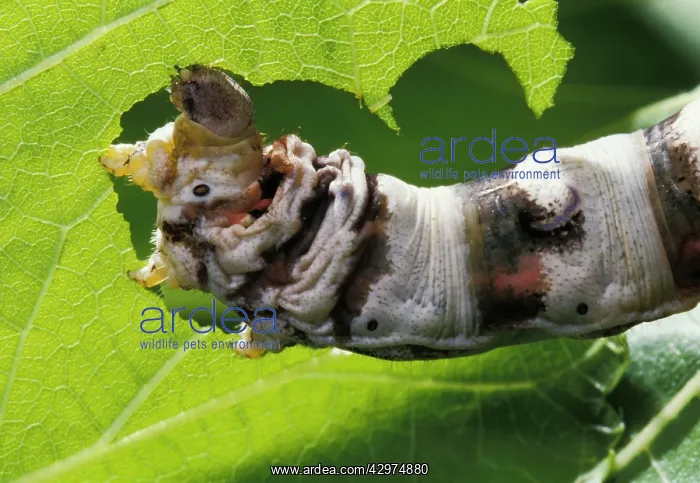: Silkworm Moth - Caterpillar eating morbus alba leaf : Silkworm Moth - Caterpillar eating morbus alba leaf