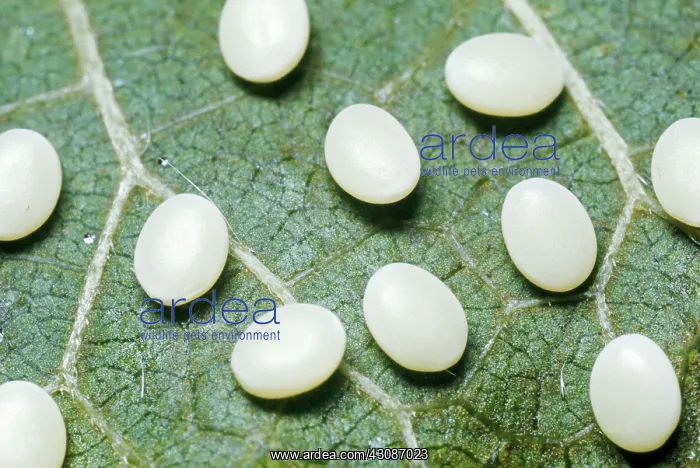 : Silkworm Moth Eggs : Silkworm Moth Eggs