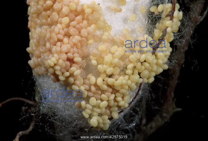 : Silkworm Moth - Eggs on the cocoon : Silkworm Moth - Eggs on the cocoon