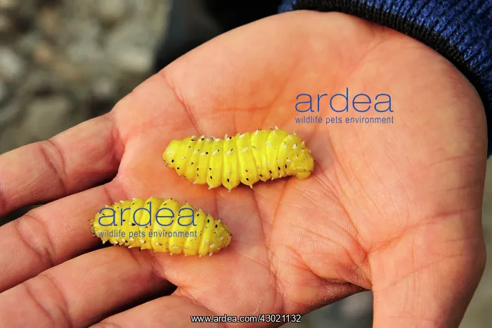 : Silkworm Moth larva on hand : Silkworm Moth larva on hand