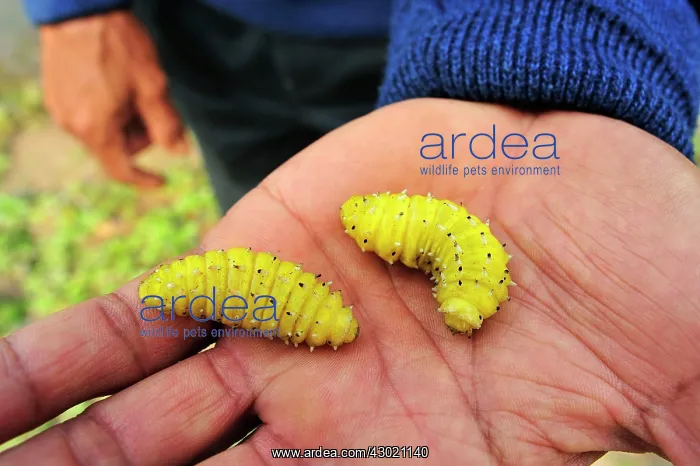 : Silkworm Moth larva on hand : Silkworm Moth larva on hand