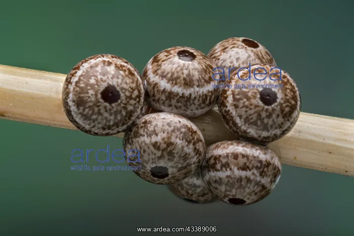 : Silkworm Moth (Lemonia dumi) eggs of butterfly : Silkworm Moth (Lemonia dumi) eggs of butterfly