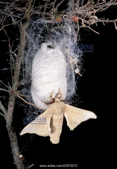 : Silkworm Moth - male - on its silk cocoon : Silkworm Moth - male - on its silk cocoon