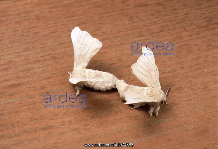 : Silkworm Moth - mating : Silkworm Moth - mating
