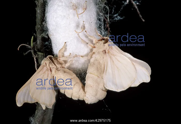 : Silkworm Moth - Mating on the cocoon : Silkworm Moth - Mating on the cocoon