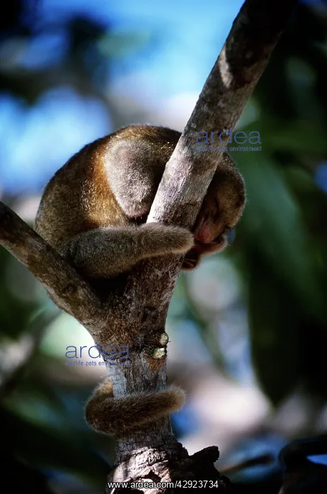 : Silky Anteater : Silky Anteater