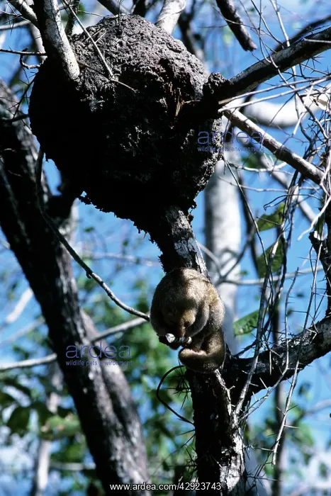 : Silky Anteater : Silky Anteater