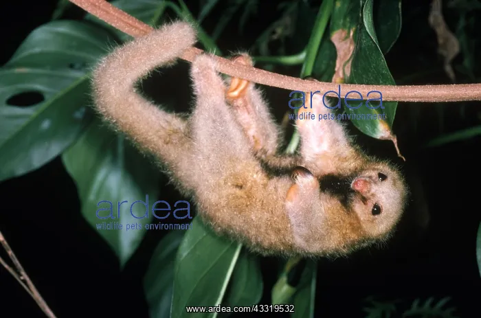 : Silky anteater (Cyclopes didactylus), an arboreal mammal wit : Silky anteater (Cyclopes didactylus), an arboreal mammal wit