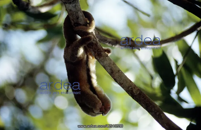 : Silky Anteater - in gallery forest : Silky Anteater - in gallery forest