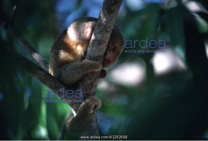 : SILKY ANTEATER - in tree : SILKY ANTEATER - in tree
