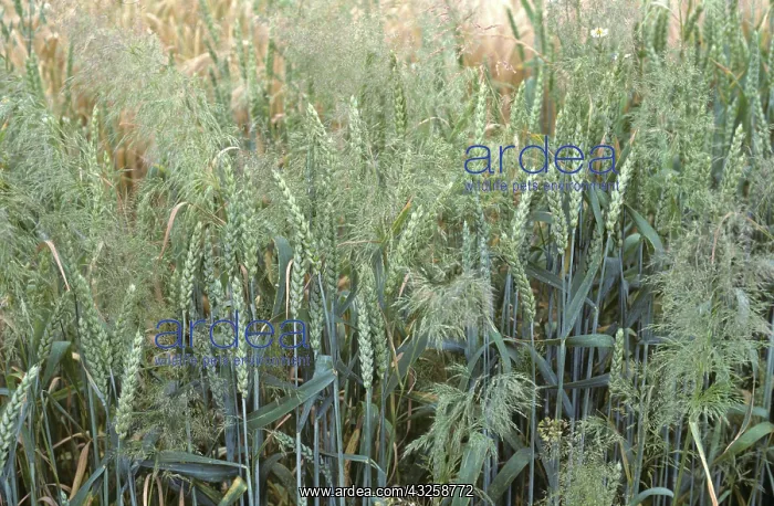 : Silky Bent (Apera spica-venti) in Wheat crop : Silky Bent (Apera spica-venti) in Wheat crop