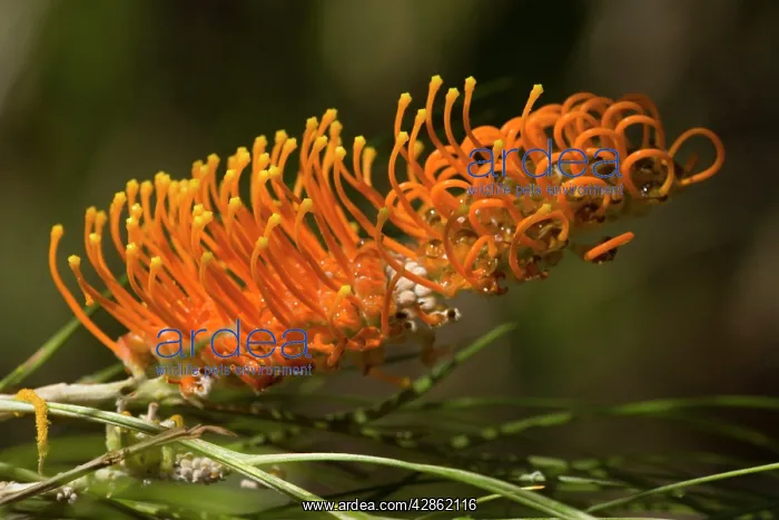 : Silky Grevillea - bizarre orange coloured blossom : Silky Grevillea - bizarre orange coloured blossom