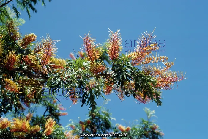 : Silky Oak - climate change garden species : Silky Oak - climate change garden species