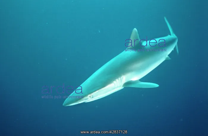  : Silky SHARK