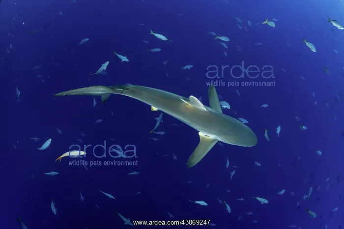 : Silky shark, Carcharhinus falciformis, San Benedicto : Silky shark, Carcharhinus falciformis, San Benedicto