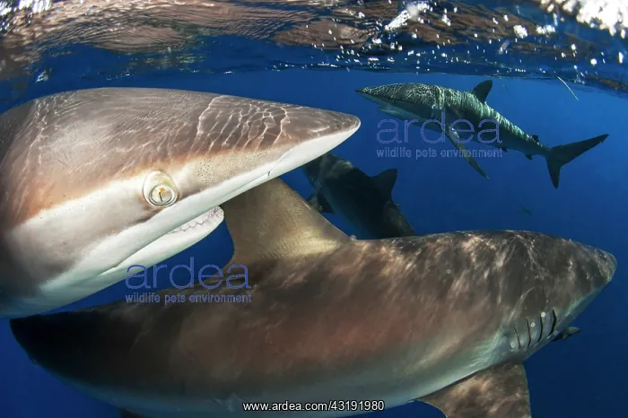 : Silky shark (Carcharhinus falciformis) under surface : Silky shark (Carcharhinus falciformis) under surface